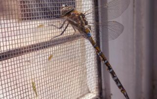 Czy moskitiery są skuteczne?