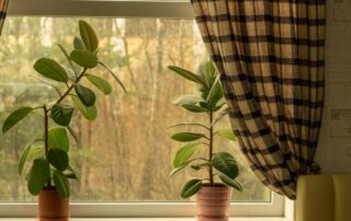 oslony-okienne-a-rosliny-doniczkowe