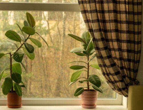 Osłony okienne, a rośliny doniczkowe